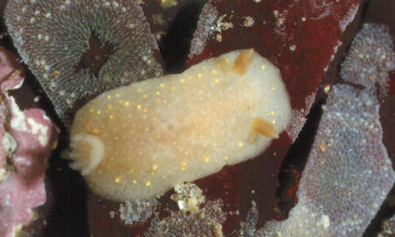 Cadlina modesta